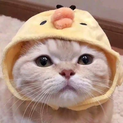 Dewi Lestari avatar